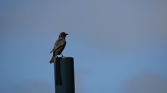 Molothrus bonariensis