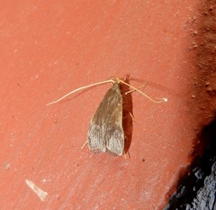Lecithocera
