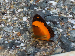 Cupha prosope