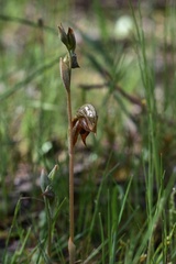 Pterostylis aciculiformis