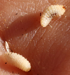 Haplorhynchites aeneus