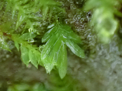 Fissidens