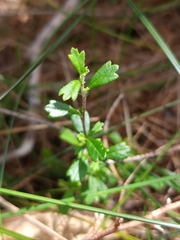 Xanthosia tridentata