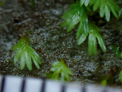 Fissidens