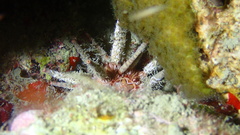 Eucidaris tribuloides