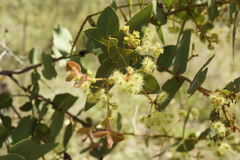 Corymbia setosa