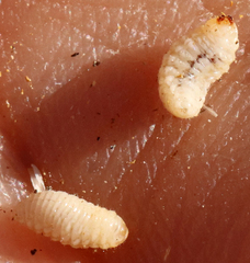 Haplorhynchites aeneus