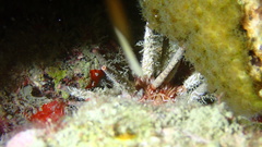 Eucidaris tribuloides