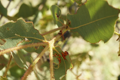 Corymbia setosa