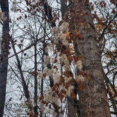 Clematis occidentalis
