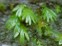 Fissidens