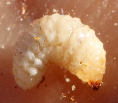 Haplorhynchites aeneus