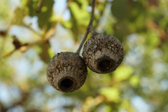 Corymbia setosa
