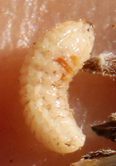 Haplorhynchites aeneus