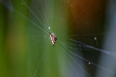 Gasteracantha fornicata