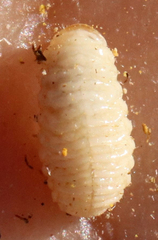 Haplorhynchites aeneus