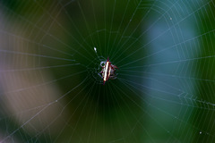 Gasteracantha fornicata