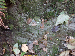 Fissidens