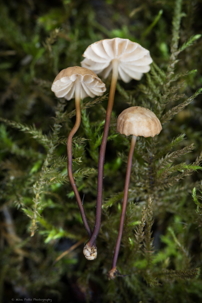 Marasmius anomalus
