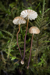 Marasmius anomalus