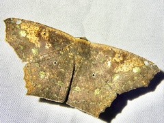 Paragonia cruraria