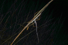 Tenodera australasiae