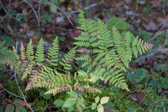 Pteridium aquilinum latiusculum