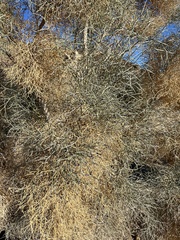 Psorothamnus spinosus