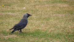 Corvus monedula