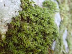 Racomitrium lawtonae