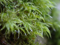 Racomitrium lawtonae