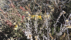 Heterotheca sessiliflora