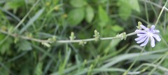 Cichorium