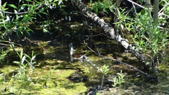 Porphyriops melanops