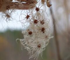 Clematis occidentalis