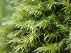 Racomitrium lawtonae