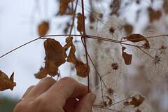 Clematis occidentalis