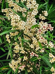 Parsonsia capsularis