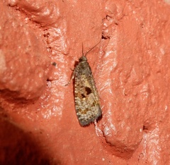 Cryptaspasma