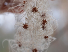 Clematis occidentalis