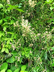 Parsonsia capsularis
