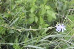 Cichorium
