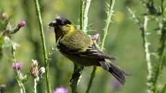 Spinus barbatus