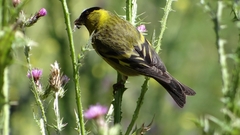 Spinus barbatus