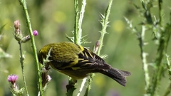 Spinus barbatus