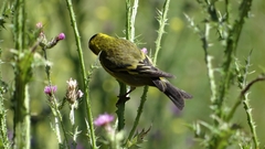 Spinus barbatus