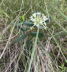 Pimelea linifolia