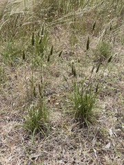 Enneapogon nigricans