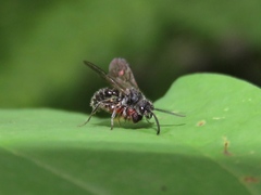 Myrmosa unicolor