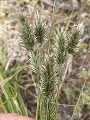 Enneapogon nigricans